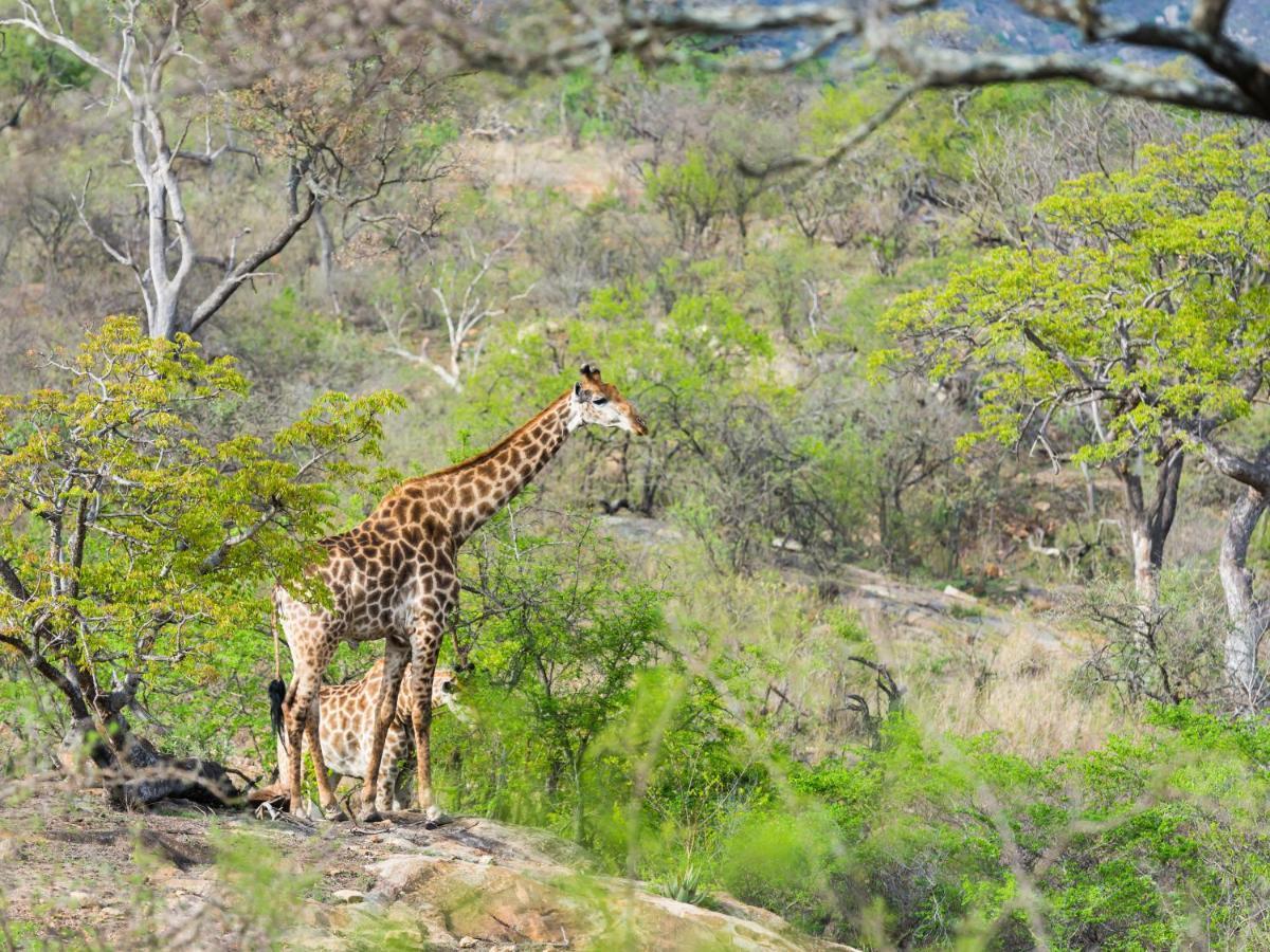Aha Bongani Mountain Lodge Luphisi المظهر الخارجي الصورة